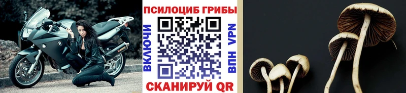 Галлюциногенные грибы Psilocybine cubensis  Купить  Алейск 